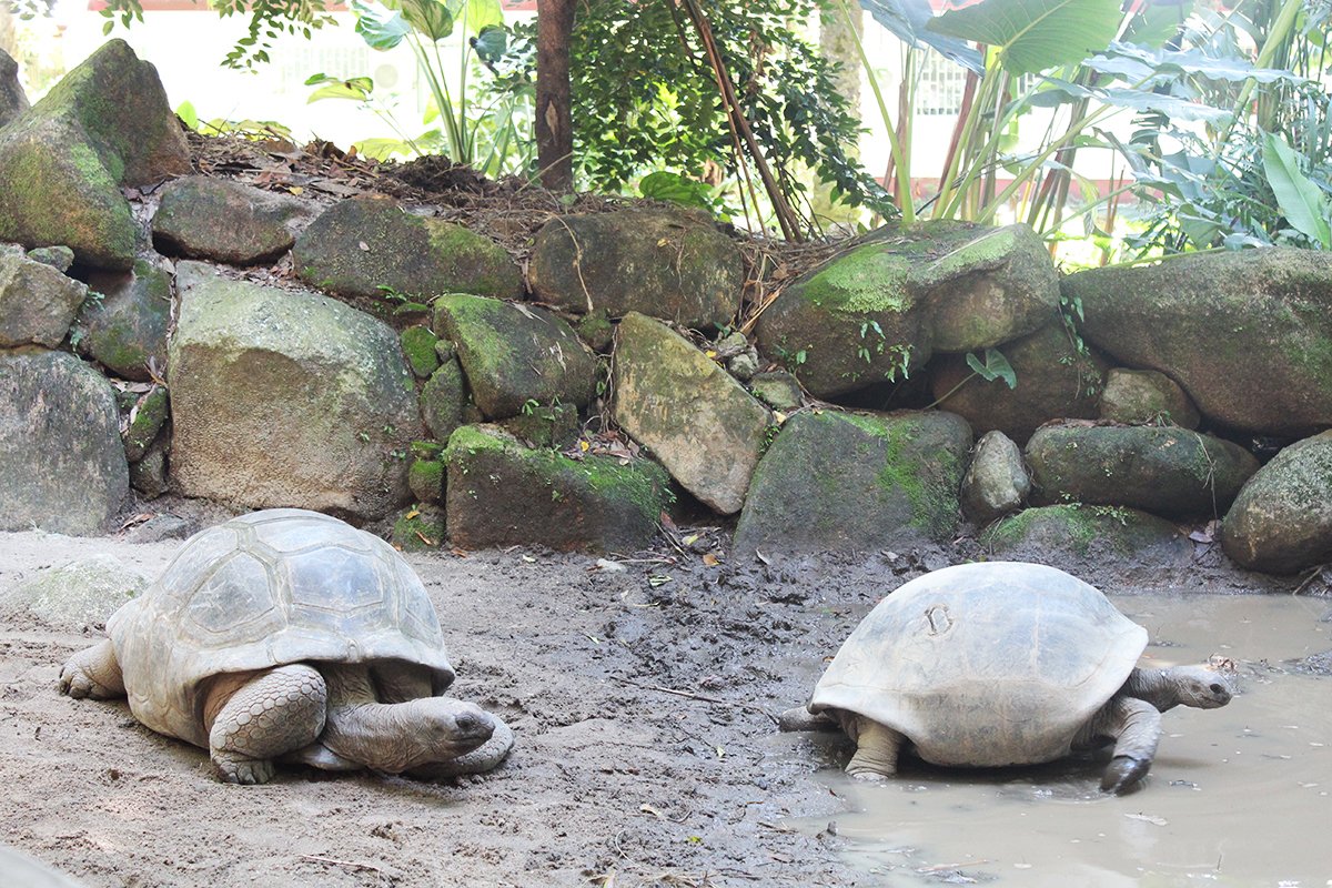 Riesenschildkröten im Botanischen Garten, Victoria, Mahé